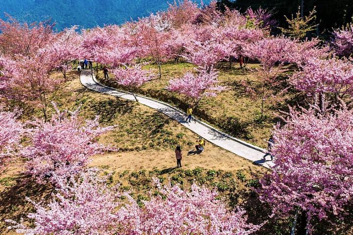 Fushoushan Thousand Cherry Blossom Garden Cherry Blossom Viewing Day Charter | 9-Seater Car & Driver-Guide Service