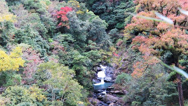 Enjoy the crimson maple leaves on the Xiakaluo Trail in Hsinchu. A day trip to the Yanglao section