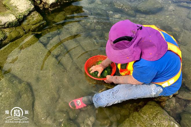 Heping Island Secret Experience - Zaoan Little Diver | Algae Story, Go to the Sea to Collect