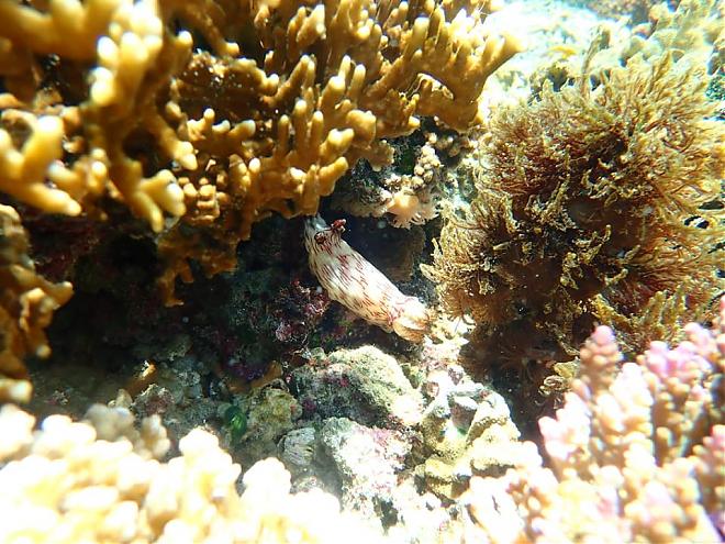 Hualien Shitiping Snorkeling & Intertidal Zone Exploration Guide | Sea Diving Challenge