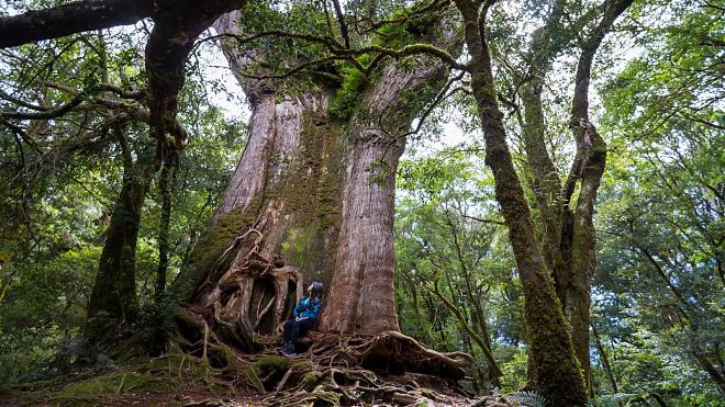 Yilan Rome Day and Night Hiking Tour｜Vast Sky Forest