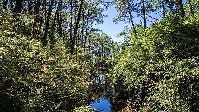Yilan Rome Day and Night Hiking Tour｜Vast Sky Forest
