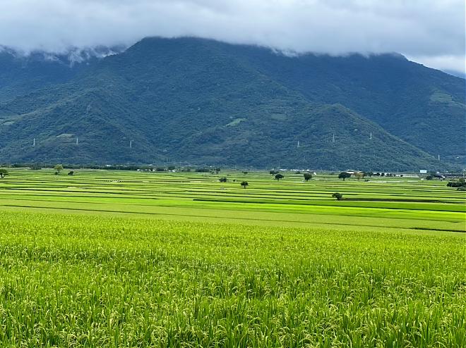 Chishang Half-Day Bike Tour | Cycling Paradise Road & Brown Avenue