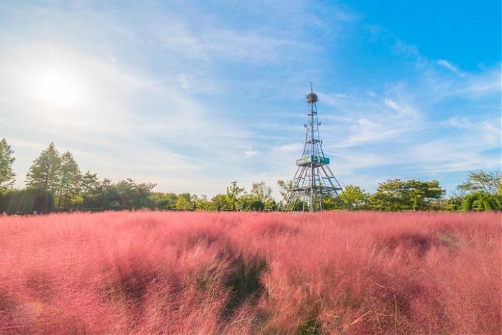 A one-day tour of Ganghwa Island, Incheon, near Seoul, including a luge ride, pink muhly grass, and seagull feeding.
