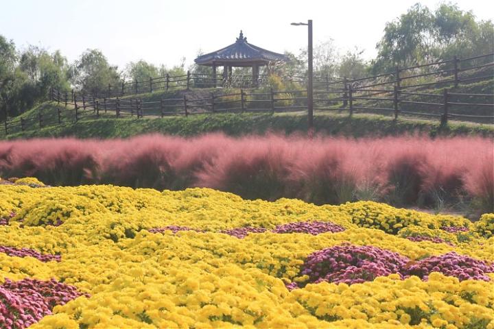 A one-day tour of Ganghwa Island, Incheon, near Seoul, including a luge ride, pink muhly grass, and seagull feeding.