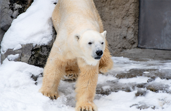 Hokkaido Asahiyama Zoo and Sunset Drift Icebreaker Day Tour | Depart from Sapporo