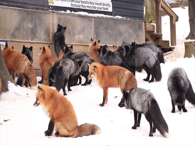 Departing from Sendai | Chartered Car Tour of Tohoku Miyagi | Half-Day Tour of Zao Fox Village