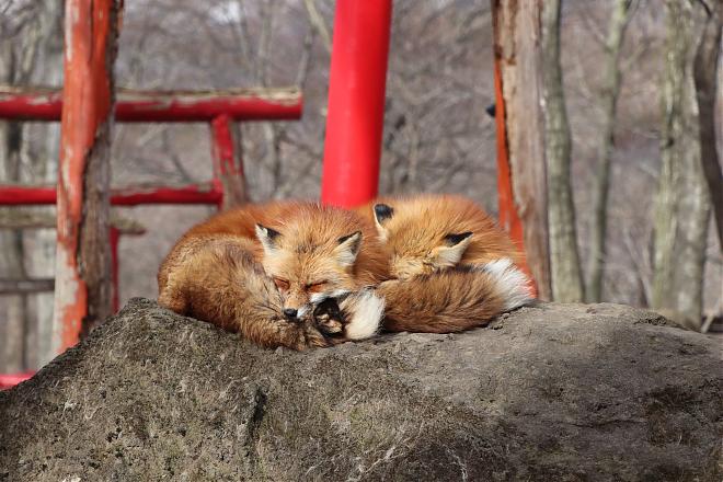 Departing from Sendai | Chartered Car Tour of Tohoku Miyagi | Half-Day Tour of Zao Fox Village