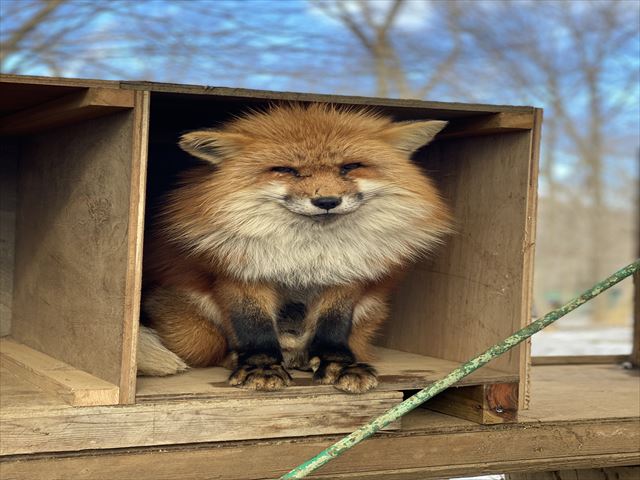 Departing from Sendai | Chartered Car Tour of Tohoku Miyagi | Half-Day Tour of Zao Fox Village