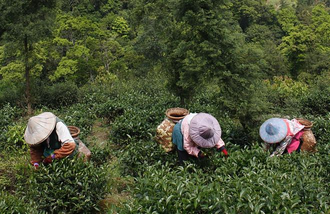 Taipei Pinglin and Xiangshan Day Tour | Tea Making and Tea Ceremony Experience