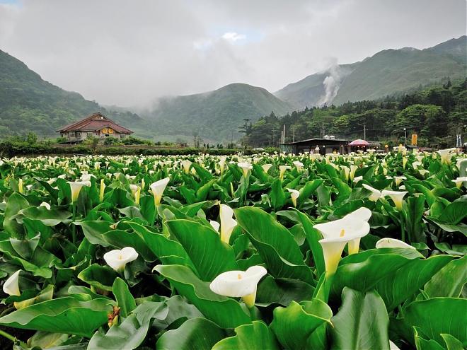 Taipei: Day Trip to Yangmingshan in Beitou | Experience a Hot Spring Foot Bath