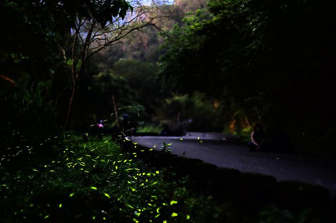 Hualien Firefly Cycling Fun at Liyu Lake | Dinner Included, No Menu