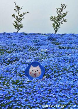 2023 Osaka Maishima Nemophila Festival Ticket x Shuttle Boat (One-way)