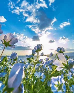 2023 Osaka Maishima Nemophila Festival Ticket x Shuttle Boat (One-way)