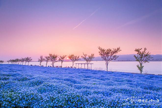 2023 Osaka Maishima Nemophila Festival Ticket x Shuttle Boat (One-way)