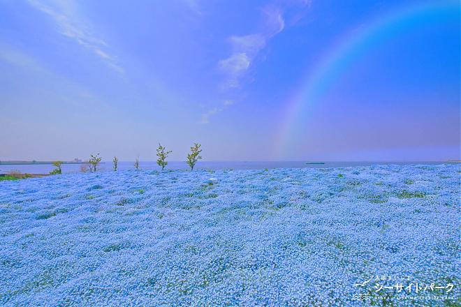 2023 Osaka Maishima Nemophila Festival Ticket x Shuttle Boat (One-way)