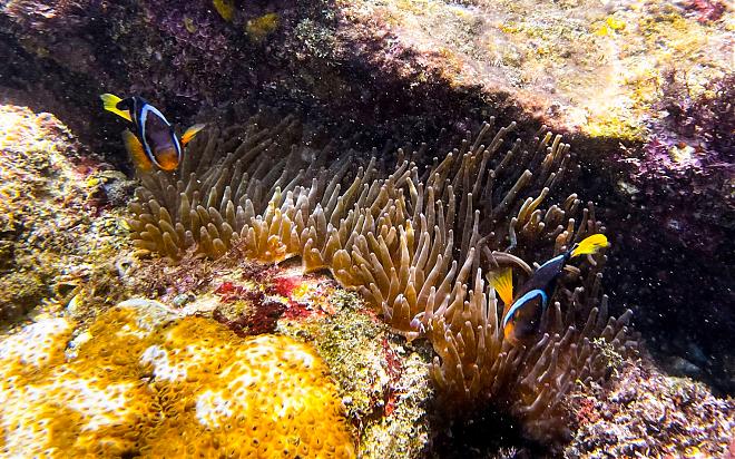 Gongliao Treasure Island Canoe & Snorkeling Tour | Explore the Mysterious Islands and Reefs