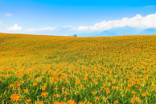 Hualien Sixty Stone Mountain Daylily Flower Festival and a Romantic Daylily Tour at the Century-Old Sugar Factory