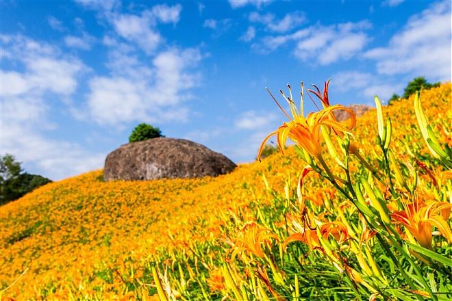 Hualien Sixty Stone Mountain Daylily Flower Festival and a Romantic Daylily Tour at the Century-Old Sugar Factory