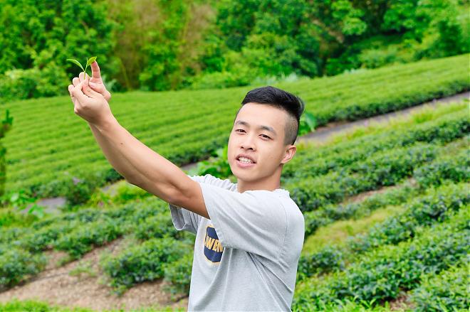 [New Taipei Half-Day Farm Tour] Shiding Tea Tour