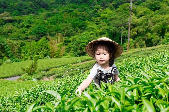 [New Taipei Half-Day Farm Tour] Shiding Tea Tour