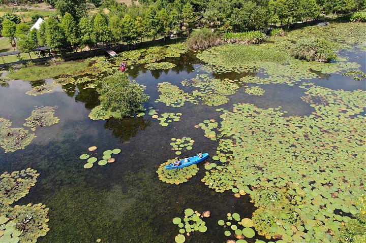 Turning Aquatic Plants into Dishes: Gather and Cook Them Yourself | Edible Ecology Lesson