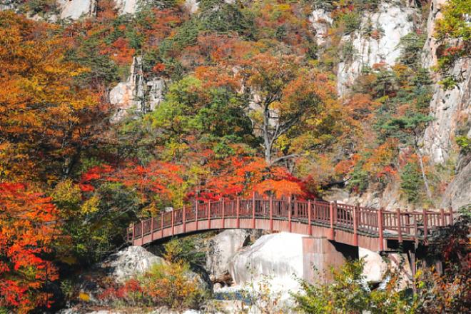 2024 Seoraksan Fall Foliage Viewing & Sokcho Market Food Day Tour | Chinese/English Guide