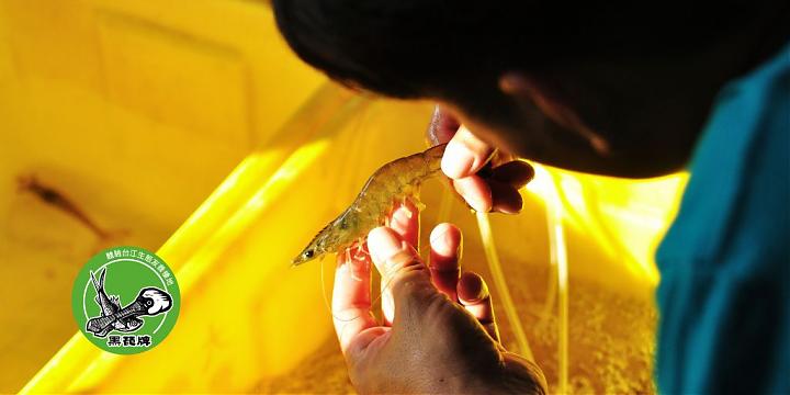 Tainan Qigu Fish Education Tour | Shrimp for Chi? White Shrimp Farming & Fishpond for Dining