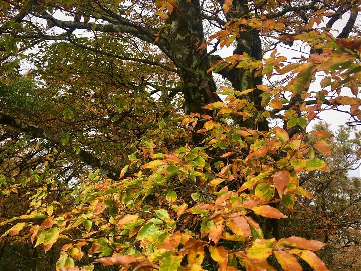 2-Day Taipingshan Beech Trail & Magao Sacred Trees Tour | Stay at Qilan Villa