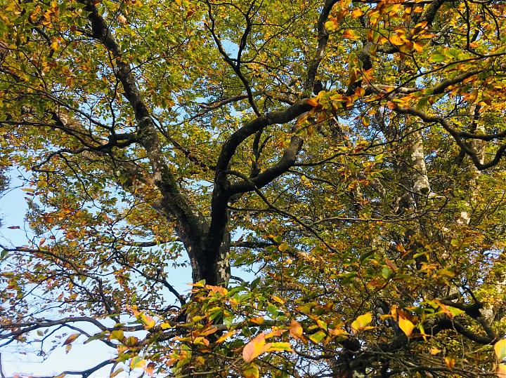 2-Day Taipingshan Beech Trail & Magao Sacred Trees Tour | Stay at Qilan Villa