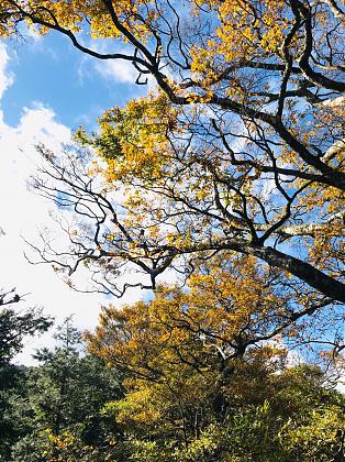 2-Day Taipingshan Beech Trail & Magao Sacred Trees Tour | Stay at Qilan Villa