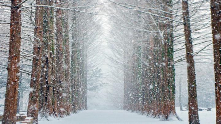 Winter Love Seoul: 5-Day Hwacheon Mountain Trout Festival, Skiing, and Winery Tour (Groups 15-19)