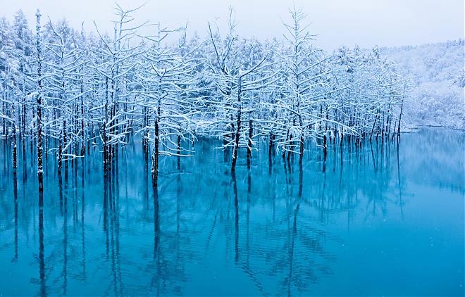 Hokkaido Zoo, Blue Pond, Shirahige Falls, and the Internet-famous Christmas Tree Day Tour