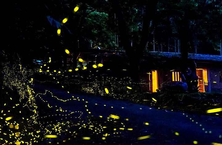 Firefly Viewing at Toucheng Farm & Whale Watching at Guishan Island | Toucheng Mountain and Seaside Village Tour