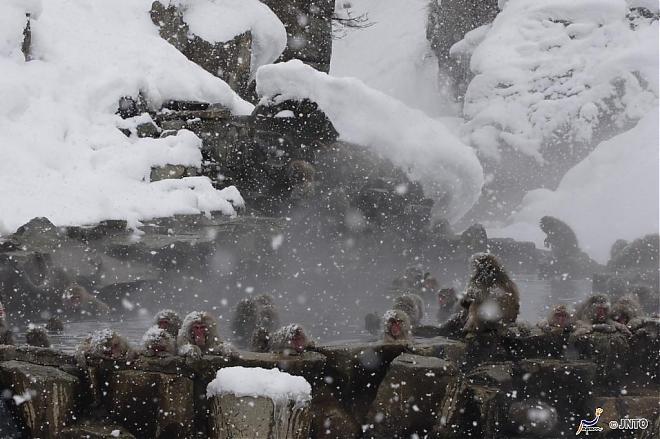 Depart Tokyo | Two-Day Tour to Nagano: Jigokudani Snow Monkeys, Kusatsu Onsen, and Snow Resorts