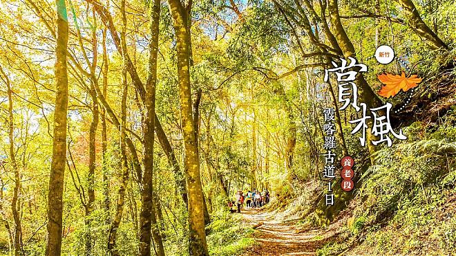 新竹下卡羅歴史歩道（襄陽区間）紅葉狩り1日ツアー