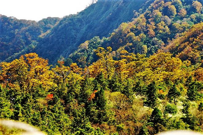 宜蘭 太平山ブナ歩道と黄金の秘道 日帰りツアー | 台北発