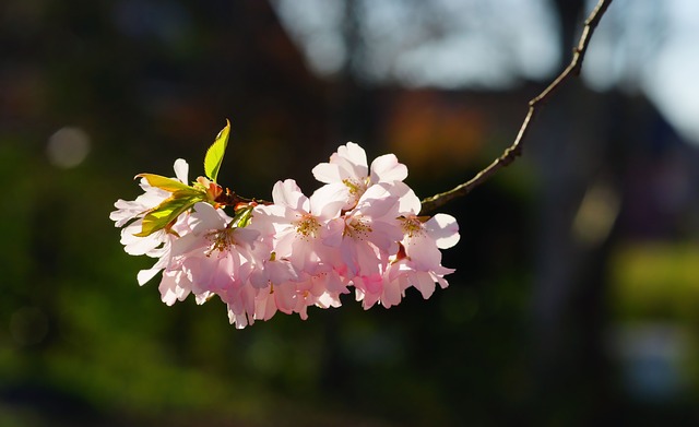 2025年 奈良の桜の季節：吉野山 お花見日帰りツアー（名古屋発）