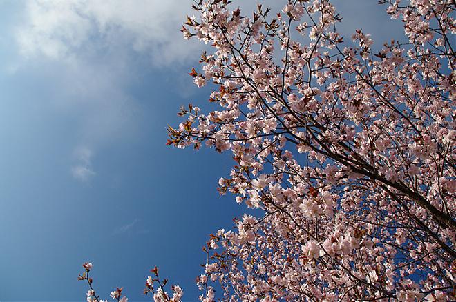 2025年 奈良の桜の季節：吉野山 お花見日帰りツアー（名古屋発）