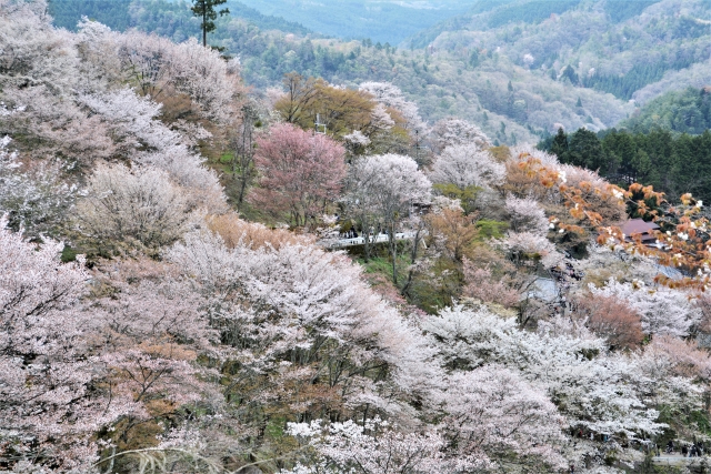 2025年 奈良の桜の季節：吉野山 お花見日帰りツアー（名古屋発）