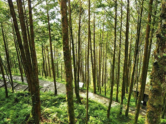 宜蘭 麒麟馬澳生態霊木園 日帰り旅行 | アジア最大の霊木園