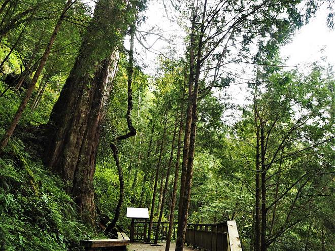 宜蘭 麒麟馬澳生態霊木園 日帰り旅行 | アジア最大の霊木園