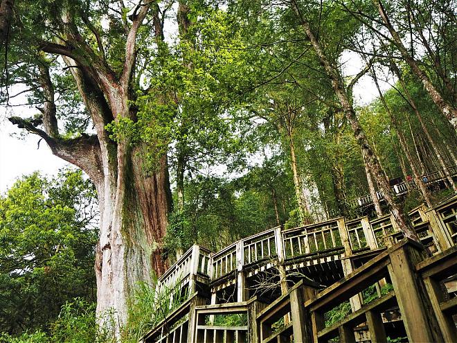 宜蘭 麒麟馬澳生態霊木園 日帰り旅行 | アジア最大の霊木園
