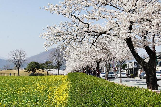 釜山発｜2025年 第32回慶州桜マラソン参加