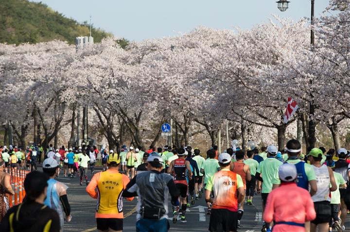 釜山発｜2025年 第32回慶州桜マラソン参加