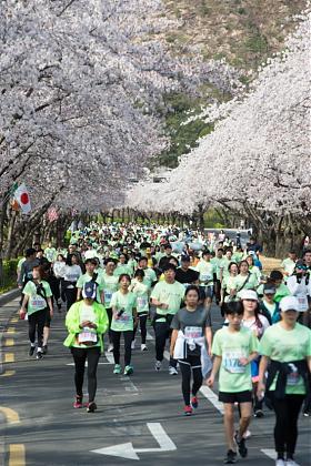 釜山発｜2025年 第32回慶州桜マラソン参加