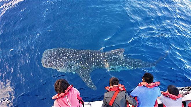 花蓮石梯坪ホエール・イルカウォッチング登録エリア | 石梯坪湾ホエールウォッチング
