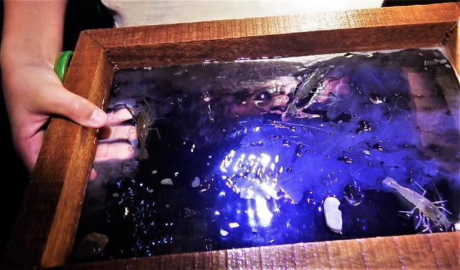 台東の夜の川エビ漁体験 | 渓流の生態探訪 + エビ料理