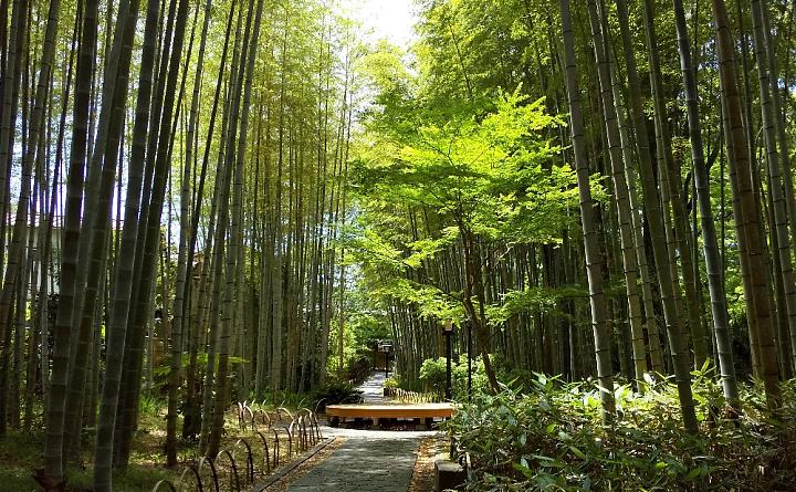 新宿発｜2025年 静岡・伊豆河津桜といちご狩り日帰りツアー（食事付き｜中国語サービス付き）