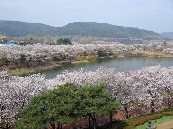 2025 慶州仏国寺 桜と菜の花 日帰りツアー | ソウル発